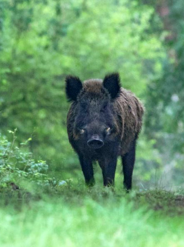 Chasse